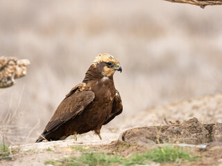 Aguilucho lagunero occidental (Circus aeruginosus)