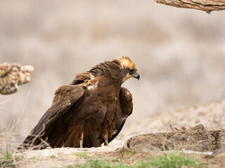 Aguilucho lagunero occidental (Circus aeruginosus)