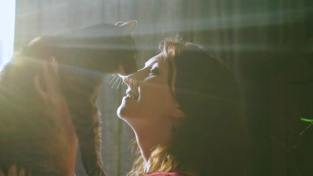 pretty positive young lady holds adorable large stubby cat standing near window with curtains at home at bright morning back sunlight closeup slow motion