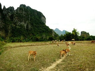 Naklejka na ściany i meble The farmland in countryside of Vang Vieng, LAOS