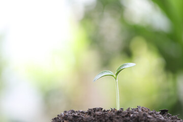 Small green sprout growing in the morning