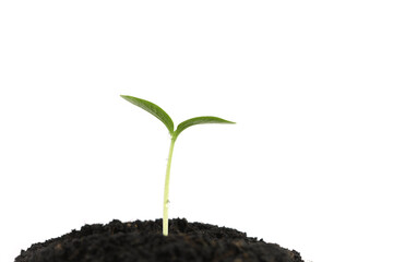 White isolated green sprout growing