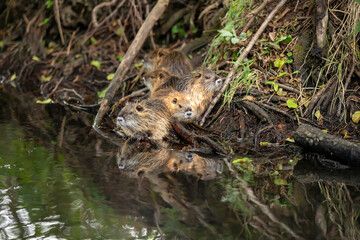 Beaver family on the bank of the river