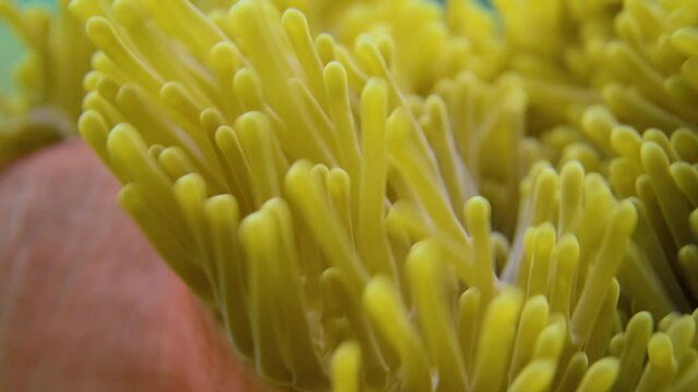 underwater shot of anemona swingin tentacules in the strong current with damsel fish around; anemona ; Heteractis magnifica beauty nature underwater