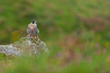 PEREGRINE FALCON (Falco peregrinus)