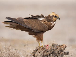 Aguilucho lagunero occidental (Circus aeruginosus)
