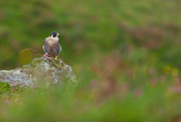PEREGRINE FALCON (Falco peregrinus)