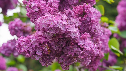 Obraz premium Photography of the beutiful purple lilac bush in bloom. Concept of the bright beauty in nature. Natural background. A lot of small flowers.