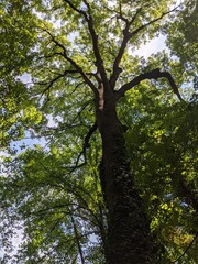 Großer Baum mit dickem Stamm, dicken Ästen und vielen grünen Blättern von unten gesehen