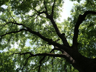 Großer Baum mit dickem Stamm, dicken Ästen und vielen grünen Blättern von unten gesehen