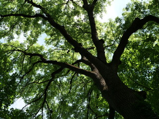 Großer Baum mit dickem Stamm, dicken Ästen und vielen grünen Blättern von unten gesehen