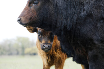 Young Angus calves close up on beef cow farm.
