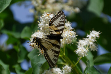 Tiger Swallowtail Butterfly on a Flower