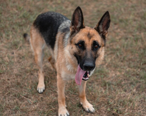 Portrait of a German shepherd. The Sheepdog stuck out its tongue. Dog walks in nature. Black and red German shepherd.