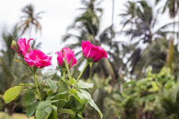 The pink rose behind has a blurred tree.