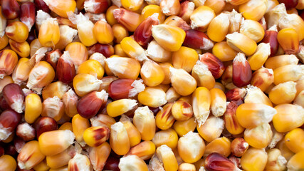 The texture of corn beans. Grains of corn close-up. Corn background. The concept of food and agriculture.
