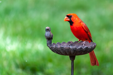 Male Northern Cardinal