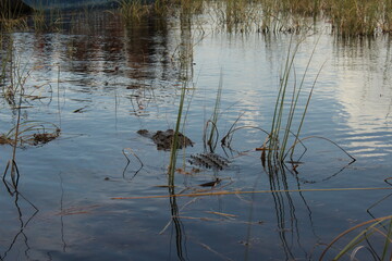 reeds in the lake