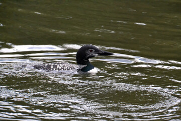 Common Loon