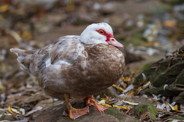 Gray-white duck sitting on a stone. The photo has a nice bokeh.