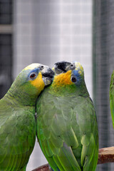 zwei venezuela-amazonen