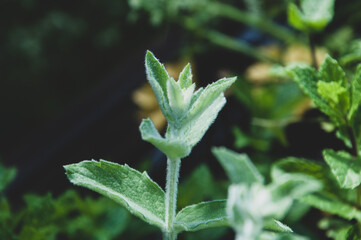 Mięta srebrna Mentha longifolia w kolorze srebrno-zielonym pokryta drobnymi delikatnymi włoskami, która rośnie w ogrodzie.