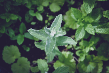Mięta srebrna Mentha longifolia w kolorze srebrno-zielonym pokryta drobnymi delikatnymi włoskami, która rośnie w ogrodzie. - obrazy, fototapety, plakaty