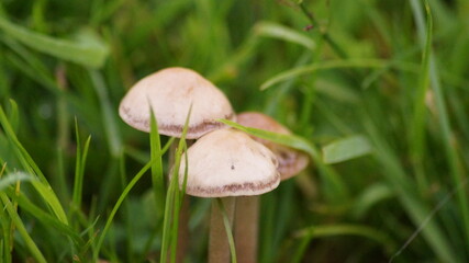 british mushroom close up shot in the grass