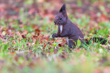Black squirrel in the grass eats a nut.