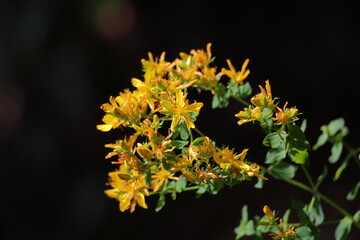 blühendes echtes johanniskraut  im sommer