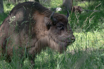 Fototapeta premium View of wild bison in the forest