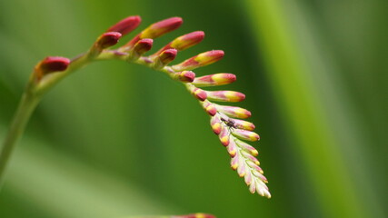 Crocsmia x crocosmiifloa lemoine flower close up 
