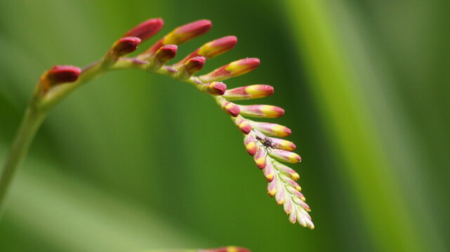 Crocsmia x crocosmiifloa lemoine flower close up 
