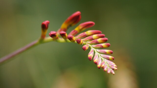 Crocsmia x crocosmiifloa lemoine flower close up 