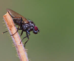 Macro detail of common fly in profile