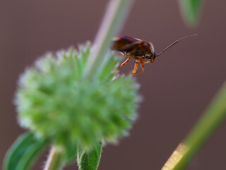 Macro of Alydus calcaratus seen from below