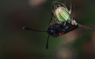Black and red butterfly eyes and antenna detail