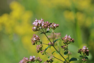 wilder majoran blühende und isoliert