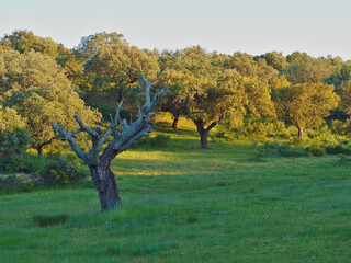 Dried cork oaks due to climate change