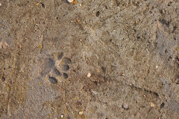 dog footprints on concrete