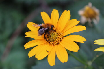 bee on flower