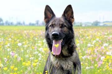 reinrassiger Deutscher Schäferhund auf der Blumenwiese bunt farbenfroh