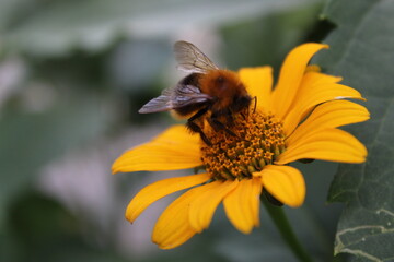 bee on a flower