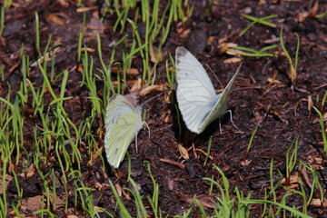 Kohlweißlinge in frisch angesähtem Rasen