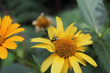 Flies on yellow flower