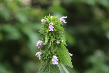 branch of a lilac that look like human 