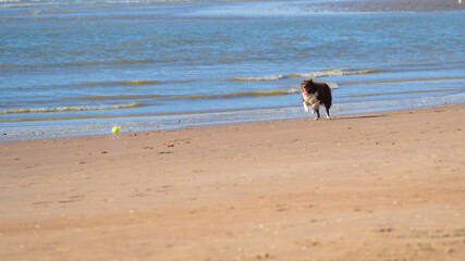 Brown border collie dog at sea playing with a yellow ball on a sunny day