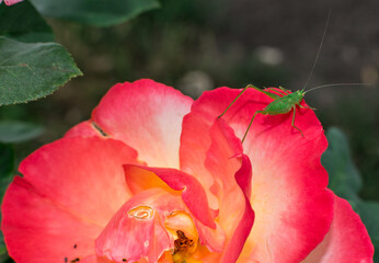 Pink-yellow rose and green locust. Grasshopper.Wallpaper nature