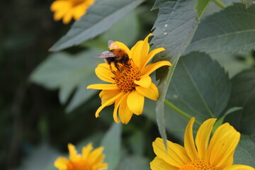 bee on flower