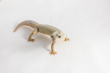 Eublepharis macularius - a juvenile albino Leopard gecko, isolated on a white background. The...